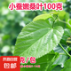 桑葉新鮮蠶寶寶套裝飼料口糧大蠶桑葉現(xiàn)摘營養(yǎng)葉大桑葉春蠶葉包郵 嫩桑葉100克（適合小蠶寶寶吃）