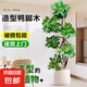 大型盆栽各種植物發(fā)財樹金錢樹綠蘿慶典喬遷盆景綠植辦公室內(nèi)客廳 造型鴨腳木1.2-1.4米【聚寶盆】 含盆