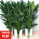 無根大葉富貴竹水培植物客廳招發(fā)財竹子節(jié)節(jié)高轉運竹綠植盆栽花卉 綠葉大葉富貴竹60cm高10棵+營養(yǎng)液