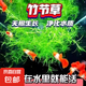 竹節(jié)草印度小竹節(jié)蜈蚣草水草植物真草魚(yú)缸水草造景魚(yú)草缸新手綠植 人工挑選竹節(jié)草10顆