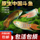 【中國斗魚易養(yǎng)易活】淡水冷水魚耐活好養(yǎng)普叉巨普觀賞魚沙蠻魚苗 【熱賣組】3-4厘米6條-送魚食