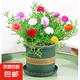 重瓣太陽花盆栽苗混色帶根花卉綠植庭院陽臺盆栽長花期開花植物 太陽花+加侖盆送底托 3盆/送1肥料