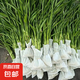 帶根細(xì)葉招財(cái)竹富貴竹室內(nèi)新鮮招財(cái)竹水養(yǎng)綠植懶人客廳水養(yǎng) 帶根招財(cái)竹50-60cm高10根 送營(yíng)養(yǎng)液