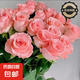 【玫瑰花】花店同款鮮花昆明基地直發(fā)生日鮮切花束花瓶母親節(jié)禮物 粉玫瑰8+2枝（防損不售后）