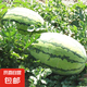 嫁接西瓜苗8424麒麟瓜春季南方早熟盆栽地栽大棚無籽西瓜苗菜苗秧 懶漢【5棵】