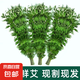 不帶根新鮮艾草艾葉端午節(jié)艾蒿帶葉帶桿掛門窗艾葉草驅(qū)蚊艾葉 帶葉帶桿30cm高以上20棵