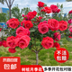 棒棒糖樹樁月季花苗樹狀特大花朵四季開花花卉植物庭院玫瑰花樹苗 國(guó)月紅色【多季循環(huán)開花】 粗度：直徑1-1.2cm