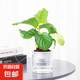 北歐早安盆綠植盆栽自動吸水盆桌面盆栽好養(yǎng)耐活四季常青花卉植物 青蘋果竹芋 北歐早安盆/口徑10CM