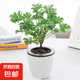 驅(qū)蚊植物吃蚊子驅(qū)蟲草迷迭香豬籠草植物盆栽花卉防蚊綠植香草 1棵驅(qū)蚊植物+白吸水盆