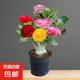 沙漠玫瑰花小苗盆栽四季花開庭院室內(nèi)外陽臺(tái)好養(yǎng)花卉綠植沙漠玫瑰 虧本沖量：重瓣濃香【多花品種】開花對(duì)版