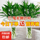 富貴竹大葉竹轉運竹觀音竹龍竹紫云竹水培四季好養(yǎng)招財富貴竹綠植 綠葉大葉富貴竹60cm高10棵+營養(yǎng)液