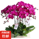 雙花劍蝴蝶蘭盆栽蘭花大苗帶花劍帶花苞四季開花室內(nèi)花好養(yǎng)易成活 12.大辣椒--雙花劍發(fā)貨 帶盆栽好