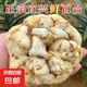 25年正宗宜興鮮百合現(xiàn)挖現(xiàn)發(fā)一斤4頭新鮮蔬菜土特產(chǎn) 新鮮百合 2斤 凈重