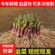 紫根韭菜根苗四季韭菜頭紫紅寬葉春季秋季室內(nèi)盆栽韭菜苗現(xiàn)挖農(nóng)家 紫根：韭菜根苗100棵