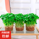 銅錢草水培植物大葉水栽魚缸水養(yǎng)綠植金錢草小水草客廳室內(nèi)外花卉 銅錢草盆栽（3盆）