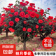 棒棒糖樹樁月季花苗樹狀特大花朵四季開花花卉植物庭院玫瑰花樹苗 緋扇【多季循環(huán)開花】 粗度：直徑2-2.2cm