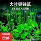 銅錢草根招財桌面盆栽金錢草根花卉室內水培土培植物水養(yǎng)地栽綠植 銅錢草根1份不含盆/送營養(yǎng)液