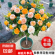 棒棒糖樹樁月季花苗樹狀特大花朵四季開花花卉植物庭院玫瑰花樹苗 果汁陽臺【多季循環(huán)開花】 粗度：直徑2-2.2cm