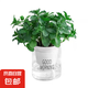 薄荷教室植物盆栽留蘭香驅蚊好養(yǎng)活植物綠植陽臺四季常青盆栽好養(yǎng) 薄荷+透明吸水盆