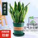 金邊虎皮蘭新房辦公室多肉植物花卉白玉虎皮蘭長腳虎皮蘭綠植盆栽 3棵金邊虎皮蘭+1個加侖盆送底托