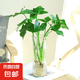 春羽水培植物綠植室內花卉春雨無土純水培土培春羽植物客廳 大春羽40cm高3棵不含盆