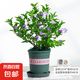 茉莉花群生茉莉雙色茉莉花苗盆栽四季濃香型室內(nèi)外盆栽鴛鴦茉莉花 雙色茉莉+加侖盆