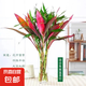 富貴竹大葉竹轉(zhuǎn)運(yùn)竹觀音竹龍竹紫云竹水培四季好養(yǎng)招財(cái)富貴竹綠植 5葉綠+5紅葉富貴竹60cm高10棵+營(yíng)養(yǎng)液