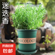驅蚊植物吃蚊子驅蟲草迷迭香豬籠草植物盆栽花卉防蚊綠植香草 迷迭香+加侖盆送底托