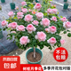 棒棒糖樹(shù)樁月季花苗樹(shù)狀特大花朵四季開(kāi)花花卉植物庭院玫瑰花樹(shù)苗 瑞典女王【多季循環(huán)開(kāi)花】 粗度：直徑2-2.2cm