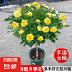 棒棒糖樹樁月季花苗樹狀特大花朵四季開花花卉植物庭院玫瑰花樹苗 金絲雀【多季循環(huán)開花】 粗度：直徑2-2.2cm
