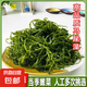 新貨鞭炮筍批發(fā)馬尾藻羊棲菜長(zhǎng)壽菜海草海藻海菜商用火鍋食材涼拌 精品馬尾藻2500g實(shí)惠裝
