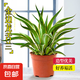 仙人掌植物沙漠霸王樹(shù)綠植造景彩春峰白毛柱量天尺象腿柱沙生綠植 【沙生植物】金邊龍舌蘭50-60cm+基地原盆