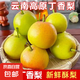 云南丁香梨蜜梨新鮮梨子水果當(dāng)季現(xiàn)摘薄皮脆酥梨香梨砂礫 丁香梨中果（100克-120克） 帶箱5斤