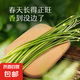 現(xiàn)摘新鮮韭菜苔產地直發(fā) 新鮮蔬菜 1斤