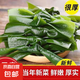 鹽漬海帶結(jié)新鮮榮成海帶扣非干貨免切煲湯火鍋涼拌關(guān)東煮商用批發(fā) 2500g高品質(zhì)&實惠裝 鹽漬新鮮海帶結(jié)