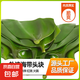 新鮮鹽漬海帶頭批發(fā)商用特厚非干貨火鍋串串食材榮成特產(chǎn)海帶根 新鮮鹽漬海帶頭嘗鮮裝250g