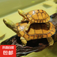 小青皖南龜黃喉擬水烏龜活體寵物觀賞龜純種活體緣三黃活體 【情侶組合2只】5-6cm