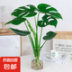 開背龜背竹水培室內(nèi)客廳綠植盆栽四季好養(yǎng)辦公室桌面水養(yǎng)植物花卉 精品龜背竹+透明圓柱25cm瓶+卡片 整體（高50-60cm）（帶吊卡）