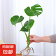 開背龜背竹水培室內(nèi)客廳綠植盆栽四季好養(yǎng)辦公室桌面水養(yǎng)植物花卉 精品龜背竹一顆（2片葉子） 整體（高50-60cm）（帶吊卡）