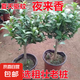 夜來香盆栽樹苗老樁庭院陽臺室內清香木驅蚊草綠植物花卉樹苗 夜來香5年苗【掌柜推薦】