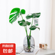 開背龜背竹水培室內(nèi)客廳綠植盆栽四季好養(yǎng)辦公室桌面水養(yǎng)植物花卉 精品龜背竹+橢圓灰晶瓶+卡片 整體（高50-60cm）（帶吊卡）