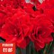 朱頂紅種球單瓣重瓣四季盆栽朱頂紅對(duì)子蓮綠植花卉球根植物 朱頂紅種球5個(gè)