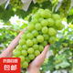 四川陽光玫瑰葡萄 晴王香印青 青提子彩箱 現(xiàn)摘新鮮水果 1斤凈重單果6g起（多件合并發(fā)）