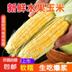 云南水果玉米金銀雙色新鮮現(xiàn)摘香甜脆嫩鮮脆玉米棒爆漿皮薄汁多 5斤5-6根【單果200-250g】