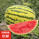 正宗寧夏中衛(wèi)硒砂瓜 石頭縫長出的大西瓜 甘甜可口 新鮮水果 熱賣 22-24斤/個（小果嘗鮮越大越甜）