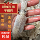 野生海捕 筆管魚 小魷魚小海兔速凍鎖鮮現(xiàn)捕新鮮海鮮 大公野生筆管魚 200g(凈重)  /包 1包
