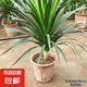 龍血樹客廳綠植多頭龍須樹龍鐵樹旺宅辦公室內(nèi)大型龍鐵樹植物盆栽 單桿龍須樹1顆【60-70cm】原土發(fā)貨