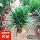 龍血樹客廳綠植多頭龍須樹龍鐵樹旺宅辦公室內(nèi)大型龍鐵樹植物盆栽 單桿龍須樹3顆【60-70cm】原土發(fā)貨