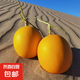 【沙漠中金蛋蛋】甘肅民勤沙漠蜜瓜 凈重4-5斤