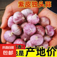 2025紫皮獨(dú)頭蒜干蒜當(dāng)季新鮮新蒜大蒜頭蔬菜糖醋腌制產(chǎn)地直發(fā)批發(fā) 5斤【約180-230個(gè)】源頭直采包郵